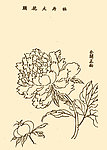 芥子园画谱 花卉