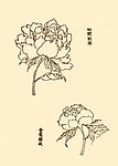 芥子园画谱 花卉