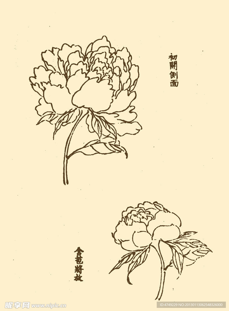 芥子园画谱 花卉