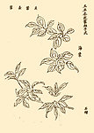 芥子园画谱 花卉