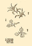 芥子园画谱 花卉
