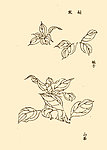 芥子园画谱 花卉