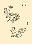 芥子园画谱 花卉