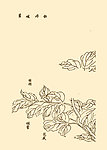 芥子园画谱 花卉