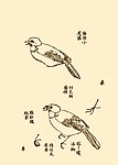 芥子园画谱 翎毛