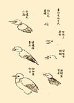 芥子园画谱 翎毛