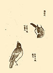 芥子园画谱 翎毛