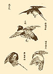 芥子园画谱 翎毛