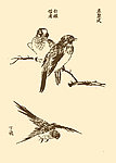 芥子园画谱 翎毛