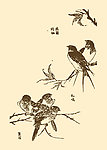 芥子园画谱 花鸟