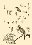 芥子园画谱 翎毛