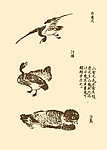 芥子园画谱 翎毛