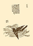 芥子园画谱 花鸟
