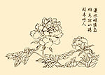 芥子园画谱 花鸟