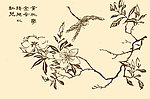 芥子园画谱 花鸟