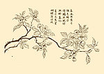 芥子园画谱 花卉