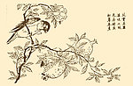 芥子园画谱 花鸟