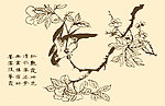 芥子园画谱 花卉