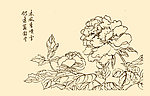 芥子园画谱 花卉