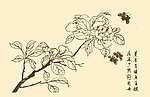 芥子园画谱 花卉