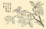 芥子园画谱 花卉