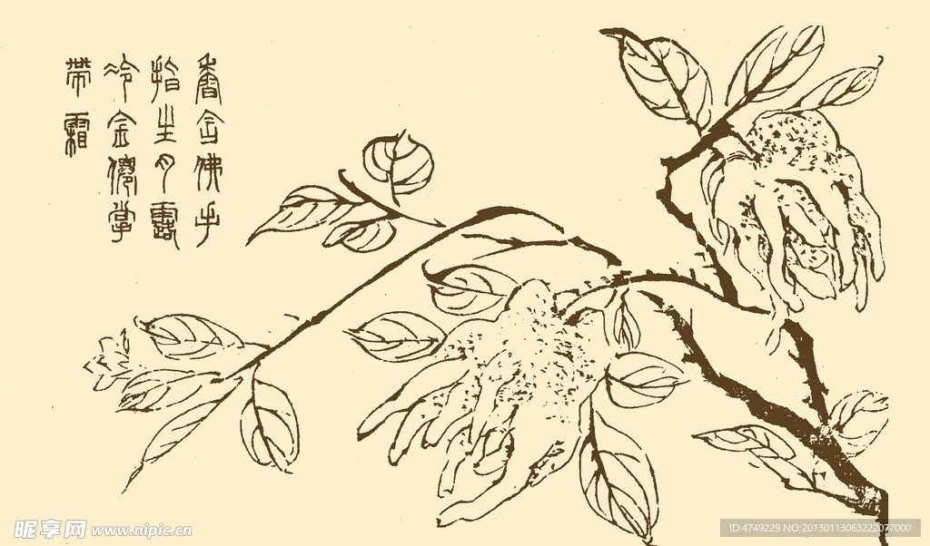 芥子园画谱 花卉