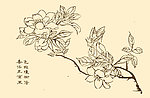 芥子园画谱 花卉