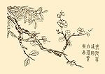 芥子园画谱 花卉