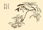 芥子园画谱 翎毛