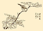 芥子园画谱 翎毛