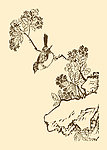 芥子园画谱 翎毛