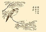 芥子园画谱 翎毛