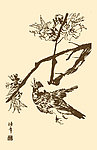 芥子园画谱 翎毛