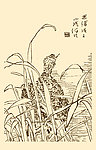 芥子园画谱 翎毛