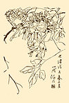 芥子园画谱 花卉