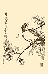 芥子园画谱 翎毛