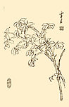芥子园画谱 花卉
