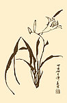 芥子园画谱 花卉