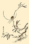 芥子园画谱 翎毛