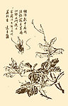 芥子园画谱 翎毛