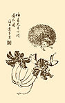 芥子园画谱 翎毛