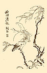 芥子园画谱 翎毛