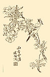 芥子园画谱 翎毛