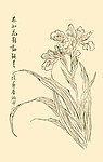 芥子园画谱 花卉