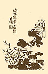 芥子园画谱 菊花