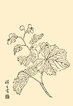 芥子园画谱 花卉