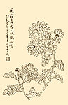 芥子园画谱 菊花
