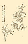 芥子园画谱 桃花