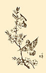 芥子园画谱 翎毛