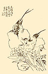 芥子园画谱 翎毛